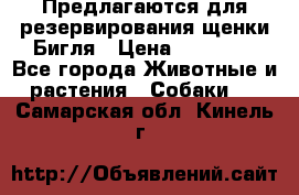Предлагаются для резервирования щенки Бигля › Цена ­ 40 000 - Все города Животные и растения » Собаки   . Самарская обл.,Кинель г.